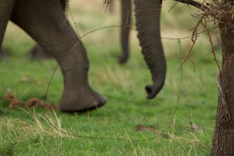 De val die hier te zien is is bedoeld voor dieren die de oogst bedreigen zoals antilopen maar maakt soms ook andere slachtoffers