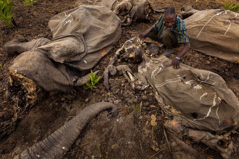 Een man aait voorzichtig over de uitgedroogde huid van een Afrikaanse olifant in het Bouba Ndjidah National Park in Kameroen