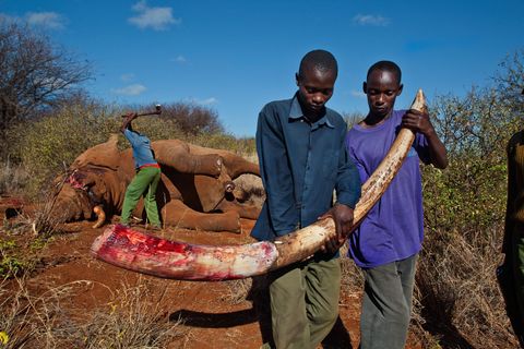 Een parkwachter hakt de slagtanden af van een illegaal gedode olifantenbul in het Amboseli National Park in Kenia om te voorkomen dat het ivoor op de zwarte markt belandt
