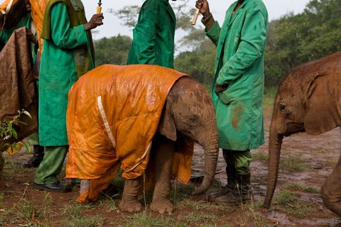 Verzorgers in groene jassen van het David Sheldrick Wildlife Trust in Kenia beschermen baby Shukuru tijdens het regenseizoen net als haar moeder in het wild zou hebben gedaan
