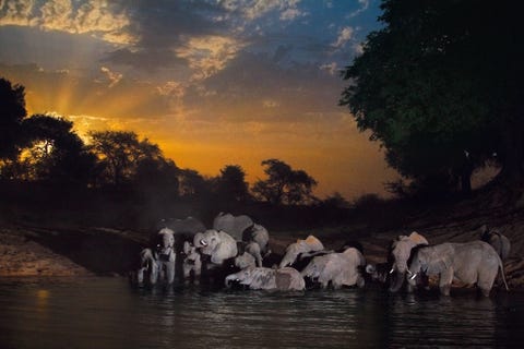 Olifanten genieten in het maanlicht van het koele water van de laatste overgebleven waterpoel van het Zakouma National Park tijdens het droge seizoen in Tsjaad