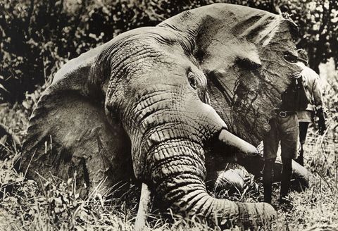 Aan het begin van de negentiende eeuw was er een explosieve stijging in de Europese en Amerikaanse vraag naar producten van ivoor van biljartballen tot pianotoetsen Op deze foto uit 1912 is een olifantenbul te zien die werd gedood tijdens een jachtexpeditie