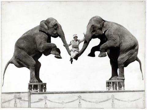 Olifanten vormden ooit een populaire circusact maar het inzetten van olifanten in de showbusiness is de laatste jaren omstreden Jumbo een Afrikaans savannneolifantmannetje dat leefde in de negentiende eeuw was misschien wel de beroemdste olifant ooit