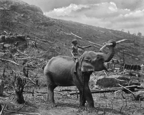 Een man rijdt op een olifant over kort daarvoor ontboste grond in Ceylon een Britse kolonie die later het huidige Sri Lanka werd