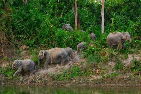 In het Kaziranga National Park in India is een kudde beschermde olifanten op zoek naar voedsel en water