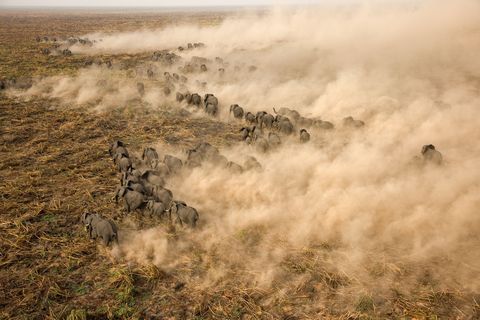 Honderden olifanten stormen over een afgebrand deel van het Suddmoeras in Soedan In het droge seizoen valt een groot deel van het moeras ten prooi aan bosbranden waardoor er tijdens de trek van de dieren enorme stofwolken ontstaan