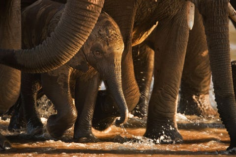 Een pasgeboren olifant steekt omringd door oudere soortgenoten langzaamaan de rivier Ewaso Ngiro over in het Samburu National Reserve in Kenia