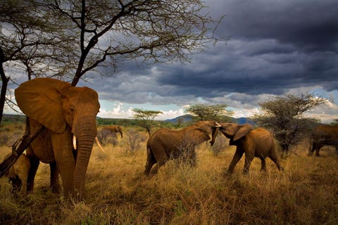 Jongvolwassen olifanten kruisen hun slagtanden met elkaar op de savanne van Samburu onder het toeziend oog van hun familieleden
