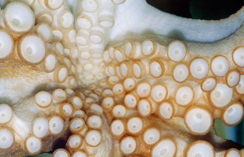 De armen van een octopus zijn perfect ontworpen en de zuignappen hier afgebeeld van een octopus in het Australische Merimbula aquarium zijn een belangrijk onderdeel hiervan De dieren gebruiken hun zuignappen niet alleen om hun omgeving te proeven maar ze zijn ook zo sterk dat ze wel honderd keer hun eigen gewicht kunnen dragen