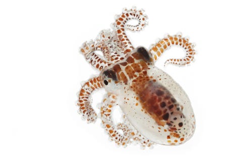 Een jonge octopus komt uit zijn schuilplaats om te eten bij de Hawaiiaanse eilanden