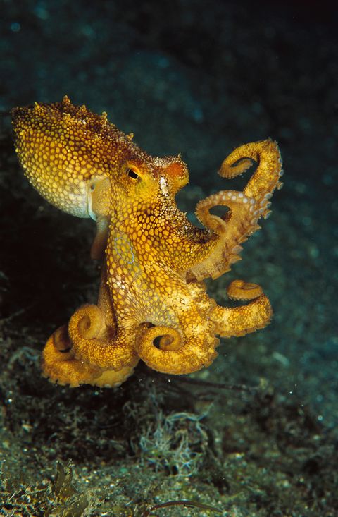 Een geelgekleurde octopus lijkt te poseren voor de foto voor de kust van Papoea NieuwGuinea