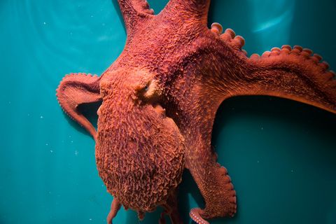 Een gigantische reuzenkraak plakt aan de zijkant van zijn zwembad in Baltimore Maryland Het is de grootste octopussoort  de recordhouder was 9 meter in doorsnee en woog meer dan 272 kilogram