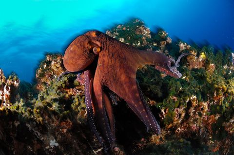 Octopussen zijn meesters in onopgemerkt blijven ze passen hun kleuren en textuur binnen enkele seconden aan hun omgeving aan