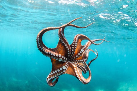 Ze kunnen zich niet alleen meesterlijk vermommen maar octopussen kunnen ook fantastisch goed zwemmen Ze bewegen zich voort met straalaandrijving door water in hun mantel te pompen  dat is hun hoofd  en het uit een buisje te spuiten wat ook wel een sifon heet Maar octopussen zoals degene op het plaatje uit 2014 in de Middellandse Zee bij Ibiza in Spanje zijn nog niet zo snel als inktvissen die wel sprints van 40 kilometer per uur kunnen halen