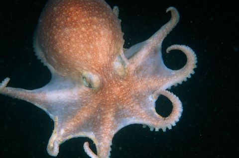 Een octopus bij Rockport Massachusetts voelt waar hij heen moet in de diepe donkere zee met zijn acht armen