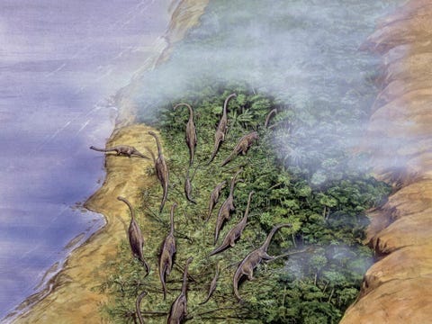 Een kudde Brachiosaurussen in een illustratie van een prehistorische beboste kust Deze grote planteneters de groep van Sauropoda konden 28 meter lang worden en vijftig ton wegen en waren veel groter dan enig landdier dat tegenwoordig op aarde leeft Met zijn lange relatief slanke poten hoge schouders en negen meter lange nek kon de Brachiosauruszich voeden met bladeren van boomtoppen in NoordAmerika en delen van Afrika waar fossielen van dit dier zijn gevonden