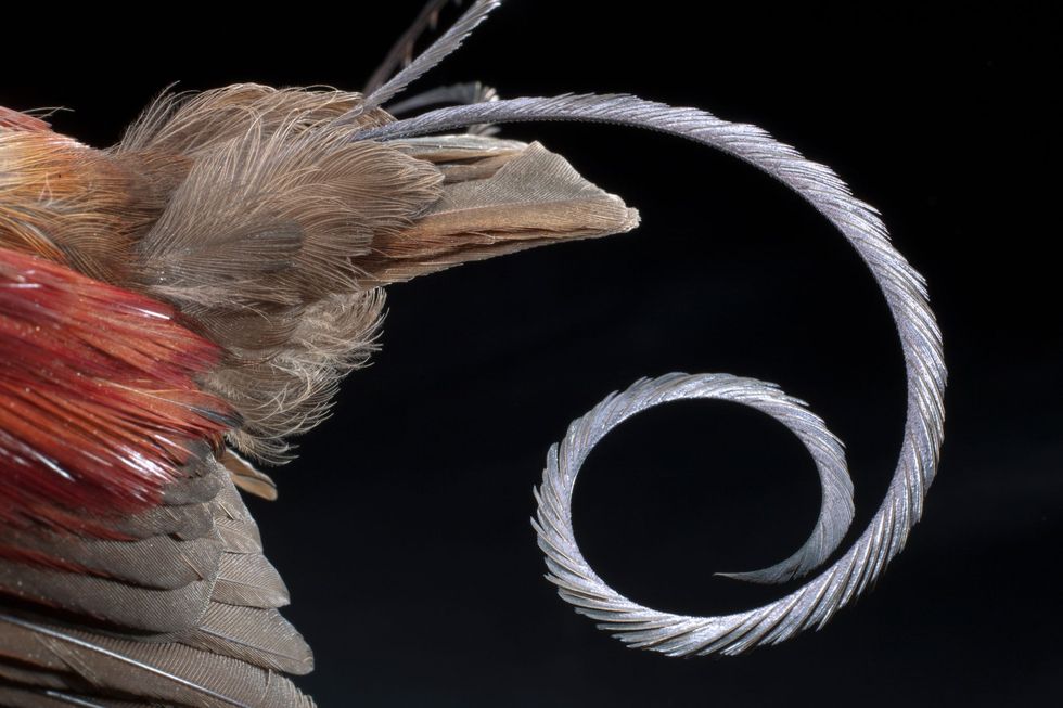 Wetenschappers hebben Ubirajaravergeleken met de Wallaceparadijsvogel uit Indonesi waarvan de mannetjes net zulke opvallende pronkveren aan de schouders hebben