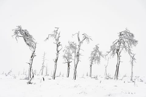Nummer 2 in de categorie landschapWhiteout  Noir Flogay Jury commentaarDe foto is erg grafisch men ziet een paar ritmische patronen Het lijken wel figuren die in het landschap staan De fotograaf heeft ervoor gekozen om de bomen in het midden te plaatsen waardoor het lijkt dat alle bomen op een zelfde afstand staan Dit is voor de jury echt fotografie Hiervoor moet de fotograaf echt erop uit het veld door het land ontdekken om de foto te kunnen maken Je moet het inzicht hebben als je hier voorbij loopt om hier een goede foto in te zien dit zegt iets over de fotograaf