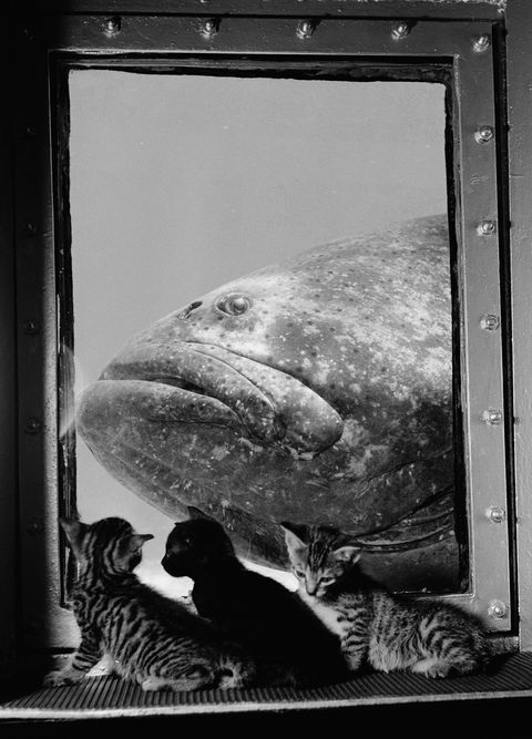 In 1952 zitten drie katjes voor een aquarium met daarin een reusachtige tandbaars