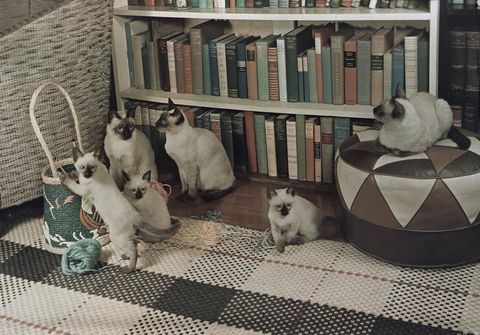 Aangetrokken door katjes die met een bolletje garen spelen hebben deze Siamese katten zich in de woonkamer van hun baasje in Washington DC verzameld