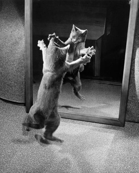 In deze foto uit een National Geographic uit 1964 verdedigt een kat zijn territorium door zijn weerspiegeling aan te vallen