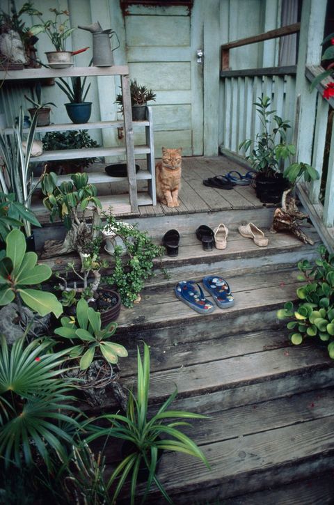 In deze foto uit een National Geographic uit 1979 kijkt een kat op de veranda van zijn baasje in het plaatsje Kahuku aan de North Shore van Hawa uit over een tropisch paradijs  of ziet misschien alleen de schoenen