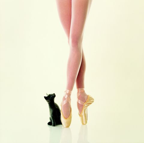 In de National Geographic uit 1997 waarin deze foto verscheen viel ook te lezen dat de kussentjes onder de poten van een kat evenveel grip bieden als de met pijnhars ingewreven spitzen van ballerinas
