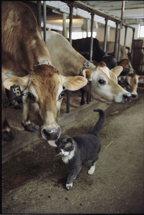 Nog een beetje melk Op een melkveehouderij in Massachusetts krijgt een kat een natte zoen van een koe