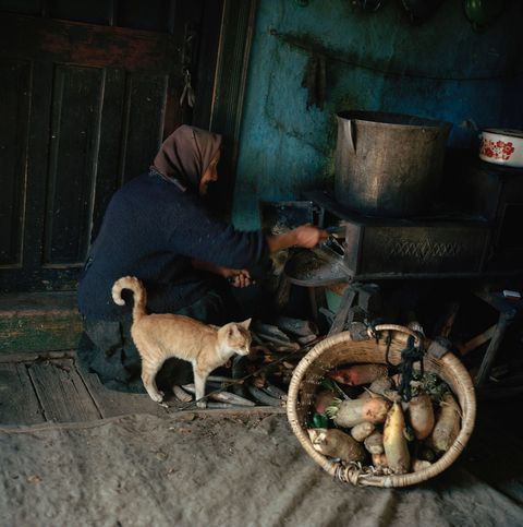 Wat staat er op het menu In Breb in Roemeni vlijt een kat zich tegen een boerin aan terwijl zij varkensvoer bereidt 2013