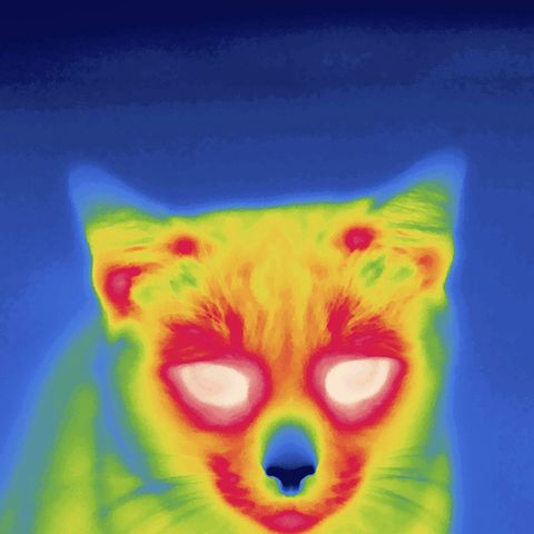 Hoewel ze bekendstaan om hun goede nachtzicht kunnen katten niet zo goed in het donker zien als een warmtecamera Het koude neusje van een kat is op deze infraroodopname uit 2013 voor altijd vastgelegd 2013