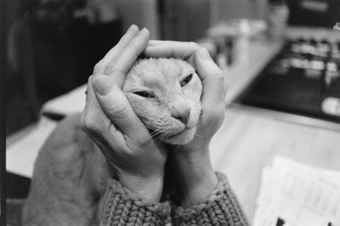 Misschien houden we vooral zo van onze huisdieren omdat ze het met ons uithouden In Mill Valley Californi wordt het gezicht van een kat liefdevol omlijst door de handen van zijn baasje