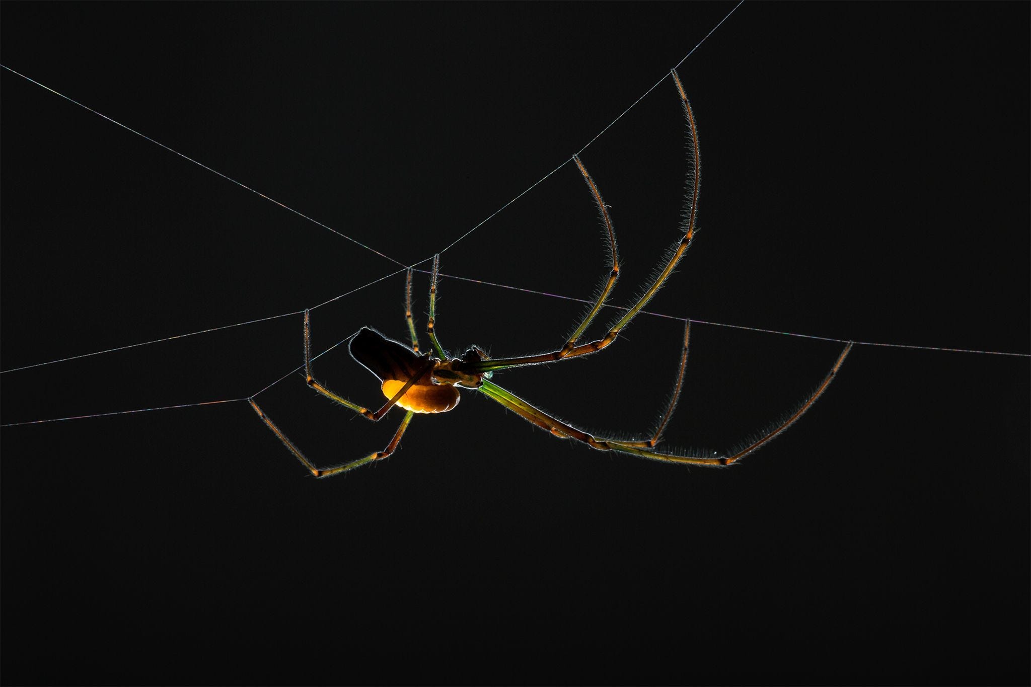 leucauge argyra doet veel ondankbaar werk voor hymenoepimecis argyraphaga en moet dat ook nog eens met de dood bekopen