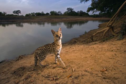 Een serval zet een op afstand bestuurbare camera in werking in het Zakouma National Park in Chad in 2006 De serval die voorkomt in Afrika en dan vooral in het zuidelijke deel van de Sahara is volgens de Rode Lijst van de IUCN niet bedreigd