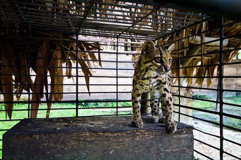 Deze oncilla ook wel bekend onder de naam tijgerkat kijkt door de spijlen van een kooi nadat hij uit de handen van stropers is gered in Peru in 2009 De oncilla die voorkomt in heel ZuidAmerika en delen van CentraalAmerika valt onder de IUCN categorie kwetsbaar