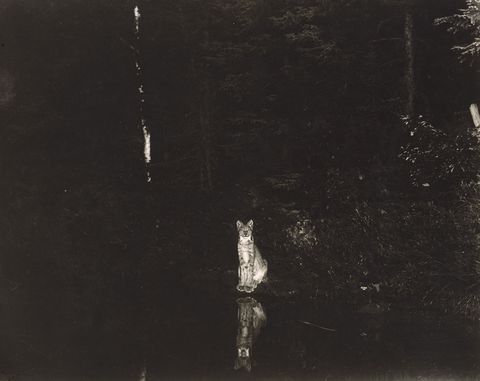 De Canadese lynx  hier te zien aan de oever van Loon Lake in het Canadese Ontario in 1906  staat volgens de Amerikaanse wet op bedreigde diersoorten te boek als zijnde bedreigd