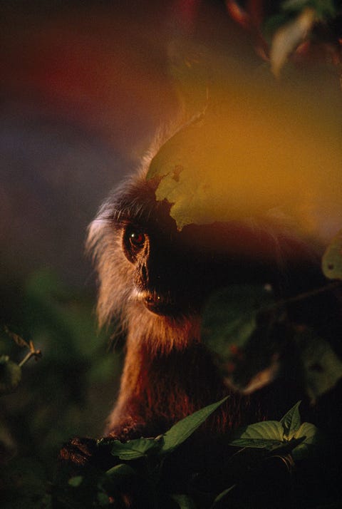 Tegen het vallen van de avond op het eiland Borneo dringen kostbare zonnestralen na weken van regenval door het bladerdak en werpen hun licht op een mutslangoer