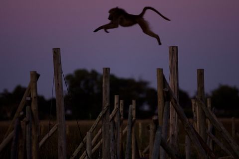 Bij het vallen van de avond neemt een beerbaviaan een grote sprong in Duba Plains een safarikamp in Botswana