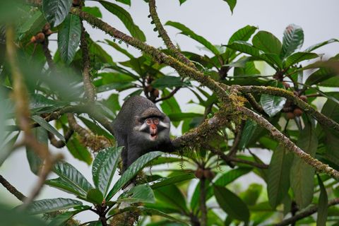 Op het eiland Bioko dat tot EquatoriaalGuinea behoort maakt een roodneusmeerkat zijn aanwezigheid kenbaar Deze fraai uitziende aap is zeer schuw en maakt alleen zachte zanggeluiden