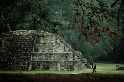 In het Hondurese Copan waar enkele van de belangrijkste Mayatempels van MiddenAmerika staan wandelt een slingeraapje met opgerichte grijpstaart langs een kleine piramide