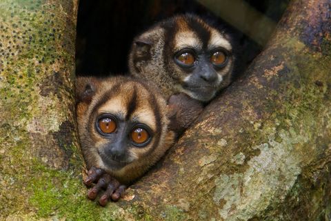 Twee nachtaapjes turen uit hun nest in het Parque Nacional Yasun in Ecuador Nachtaapjes zijn monogaam en dit paartje is waarschijnlijk al lange tijd samen