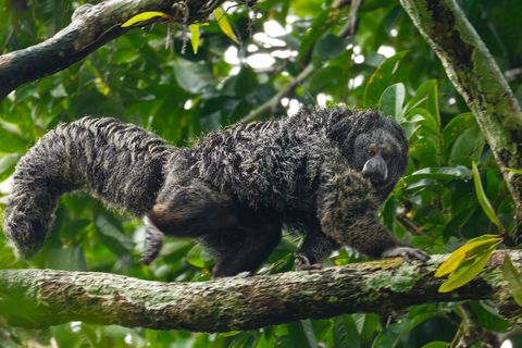 Een equatoriale saki kijkt naar beneden terwijl hij in het Parque Nacional Yasun over een tak loopt