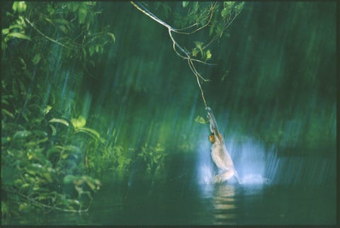 In het midden van de jungle van het Maleisische deel van Borneo plonst een neusaap in het water terwijl hij van boom naar boom slingert