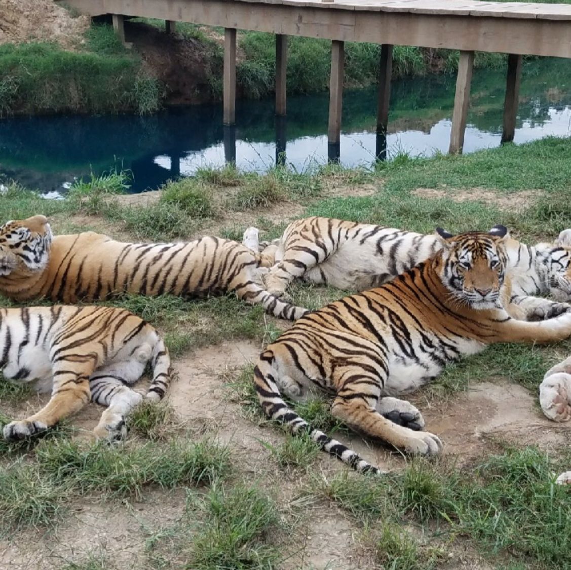 Zoo Hijada Xnxx Fuk - Is G.W. Zoo Closed? Here's What Happened to Joe Exotic's Zoo