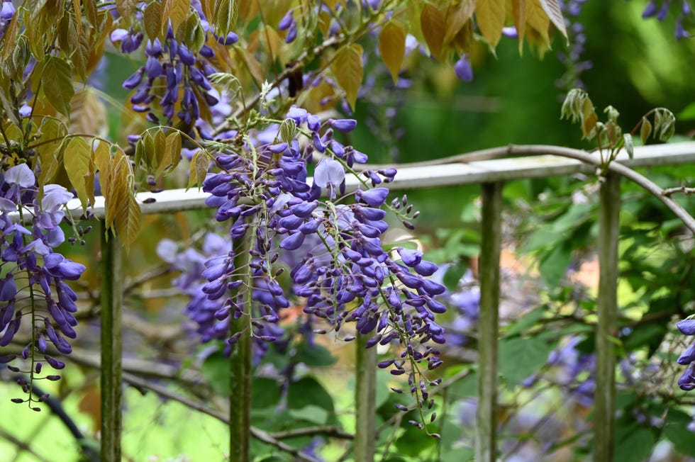 Wisteria flowers cascading over a fence