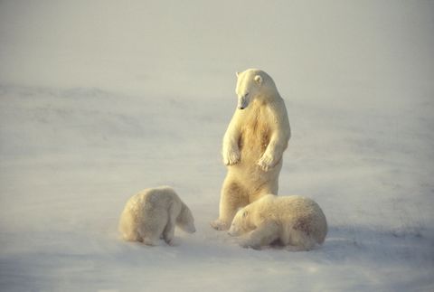 In de dichtgevroren Hudsonbaai in het Canadese Manitoba houdt een ijsbeer haar welpen in de gaten De baai staat bekend om zijn vele ijsberen maar hun aantallen gaan achteruit
