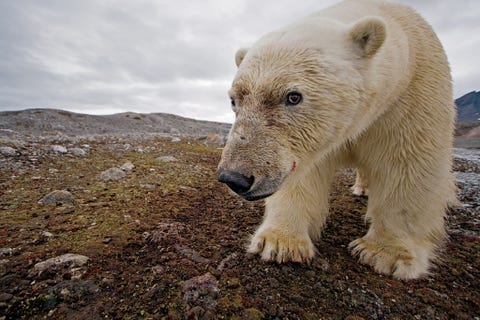 Met behulp van een cameraval maakt een nietsvermoedende ijsbeer op Spitsbergen een zelfportret