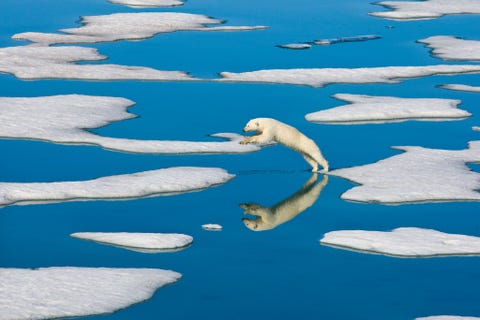 In de buurt van het Noorse eiland Spitsbergen springt een ijsbeer in 2010 van de ene ijsschots op de andere