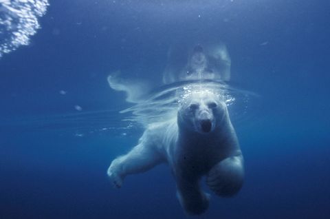 Een ijsbeer zwemt in de Admiralty Inlet in Nunavut Canada