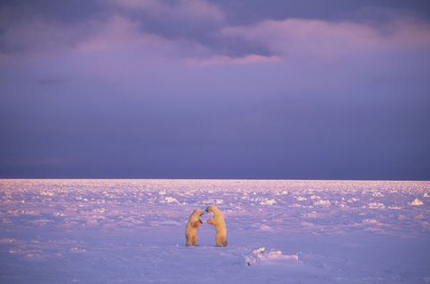 In de buurt van Churchill Manitoba in het noorden van Canada nemen twee ijsberen elkaar de maat