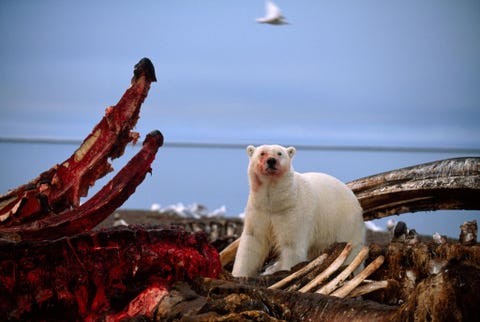 In Kaktovik Alaska doet een ijsbeer zich tegoed aan het aangevreten karkas van een gestrande walvis